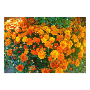 Impressão alaranjado da foto da flor da margarida