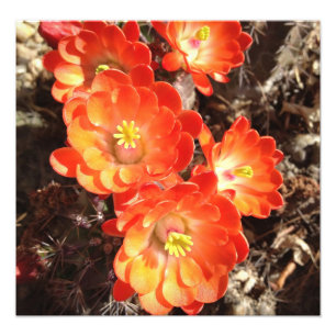 Impressão alaranjado da foto das flores do cacto