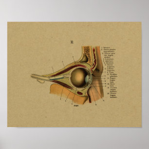 Impressão alemão do olho da anatomia do vintage