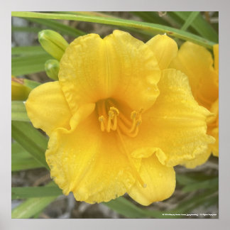 impressão Amarelo-cinzento