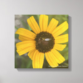 impressão Amarelo-cinzento