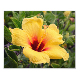 Impressão amarelo da foto da flor do hibiscus
