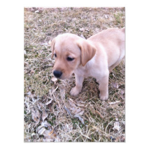 Impressão amarelo da foto do filhote de cachorro