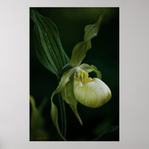 Impressão amarelo do deslizador