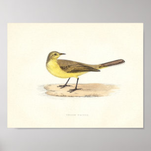 Impressão amarelo do Wagtail