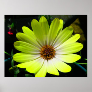 Impressão amarelo fluorescente margarida africana