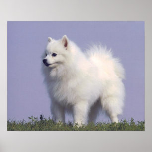 Impressão americano do cão Eskimo do brinquedo