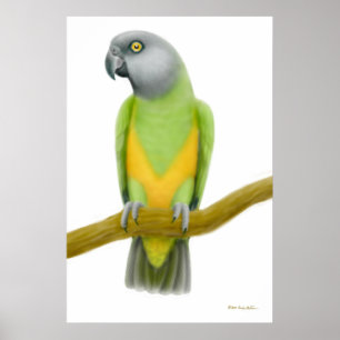 Impressão amigável do papagaio de Senegal