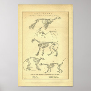 Impressão animal dos esqueletos do vintage