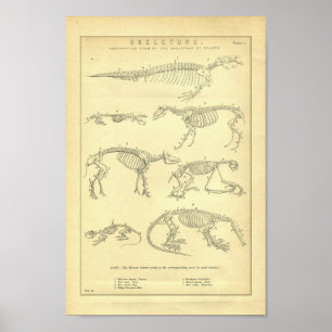 Impressão animal dos esqueletos do vintage