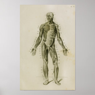Impressão anterior da anatomia do vintage dos
