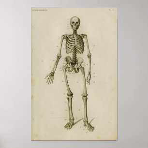 Impressão anterior de esqueleto humano da anatomi