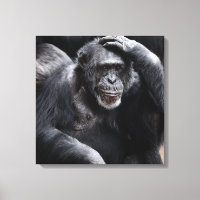 Impressão antiga da tela Chimpanzé