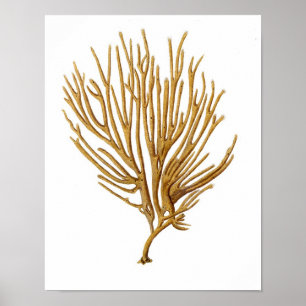 Impressão antigo coral da história No.12 natural