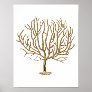Impressão antigo coral da história No.4 natural 