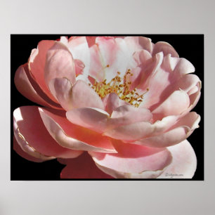 Impressão antiquado do poster do rosa do rosa
