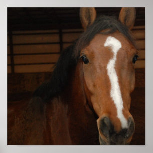 Impressão árabe do cavalo