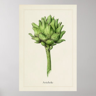 Impressão artística botânica de alcachofra culinár