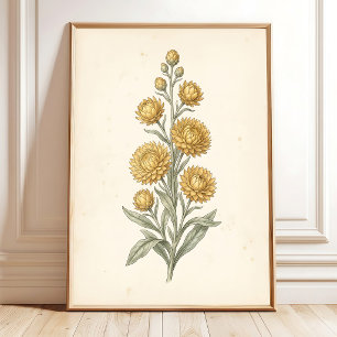 Impressão Artística Botânica de Helichrysum Vintag