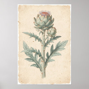Impressão Artística Botânica de Planta de Alcachof