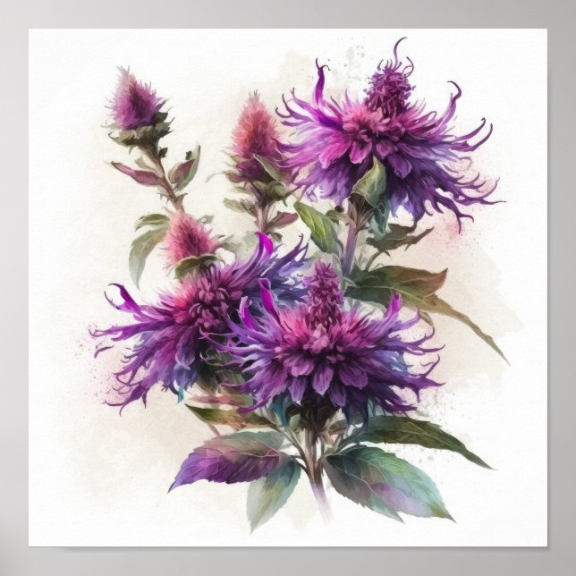 Impressão Artística de Flor de Bálsamo de Abelha R (Frente)