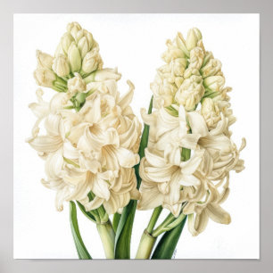 Impressão Artística de Flor de Jacinto Creme Poste