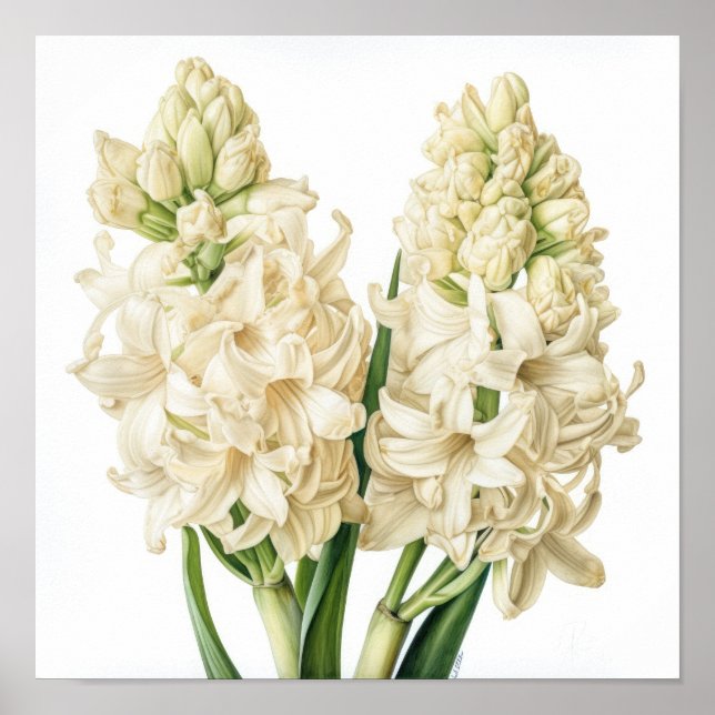 Impressão Artística de Flor de Jacinto Creme Poste (Frente)
