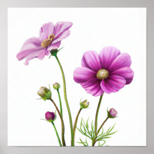 Impressão Artística de Flores de Cosmos Roxo Poste