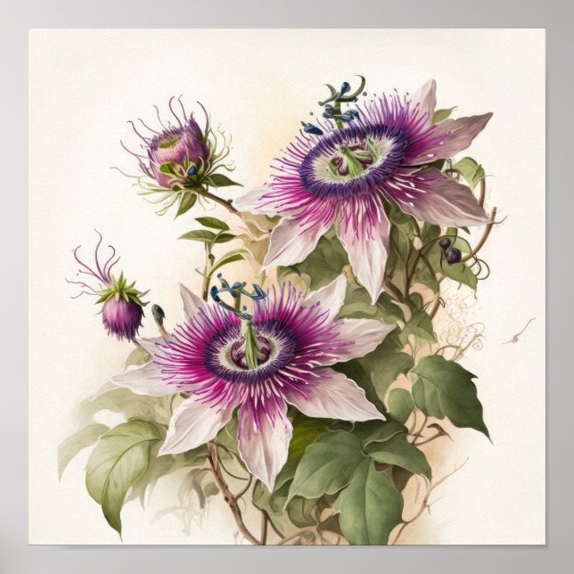Impressão Artística de Poster da Flor da Paixão Ro (Frente)