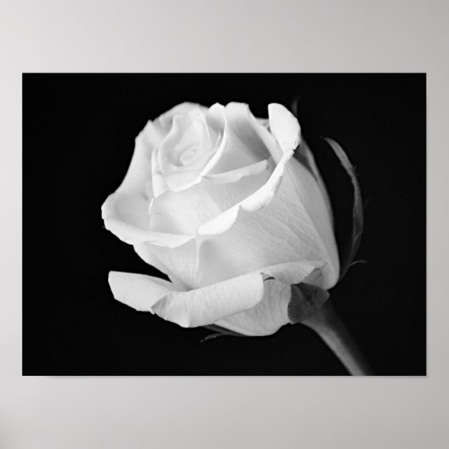 Impressão Artística Fotográfica Preto e Branco Ros (Frente)