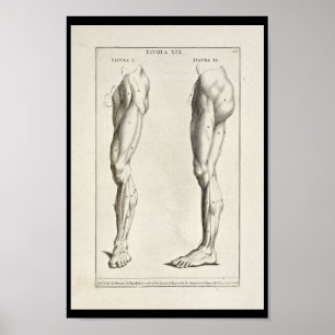 Impressão artístico da arte de 1691 músculos do