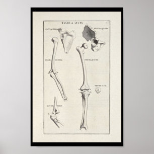 Impressão artístico da arte de 1691 ossos de bra