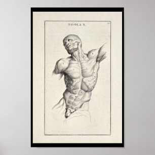 Impressão artístico da arte do torso de 1691