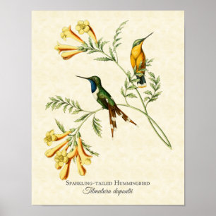 Impressão atado Sparkling da arte do colibri