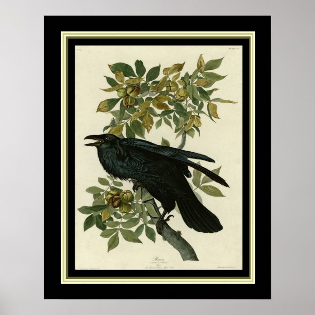Impressão Audubon Raven 16x20 (Frente)