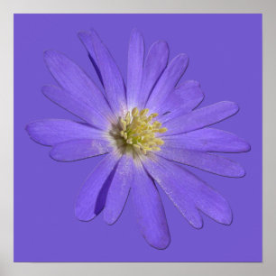Impressão Azul Azul, Flores, Poster
