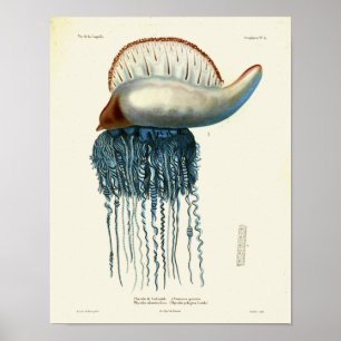 Impressão azul da arte das criaturas do mar do