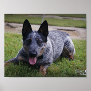 Impressão azul de Heeler