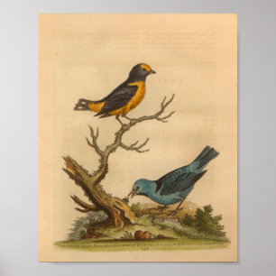 Impressão Azul de Pássaro Vintage