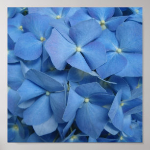 Impressão azul do Hydrangea