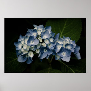 Impressão azul do Hydrangea 8514