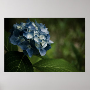 Impressão azul do Hydrangea 8519