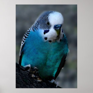impressão azul do parakeet