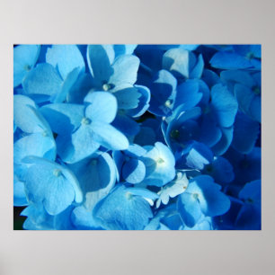Impressão Azul (hydrangea)