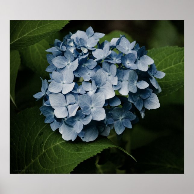 Impressão Azul Hydrangea 8515 (Frente)