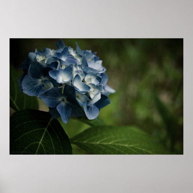Impressão Azul Hydrangea 8519 (Frente)