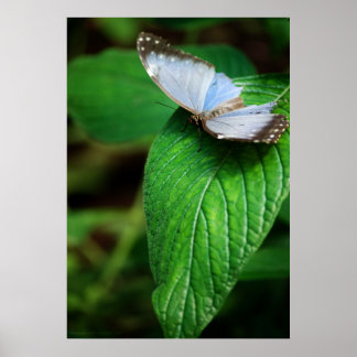 Impressão Azul Morpho 112