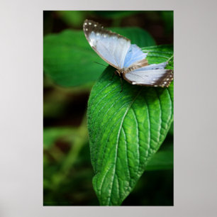 Impressão Blue Morpho 112