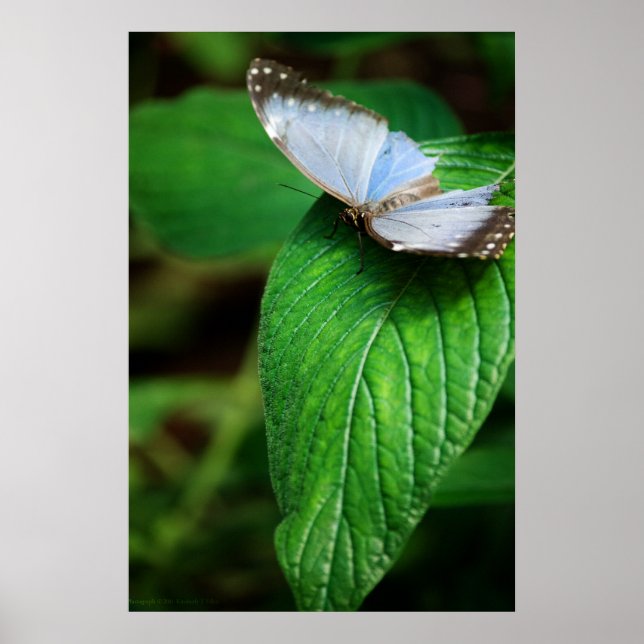 Impressão Blue Morpho 112 (Frente)