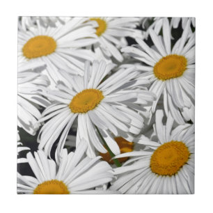 Impressão bonito da flor da margarida branca